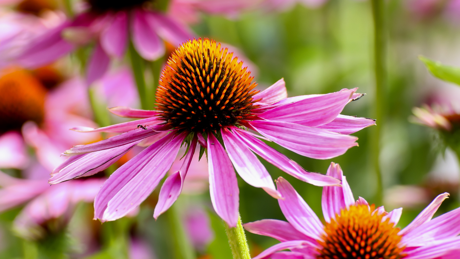 shutterstock_1183393066