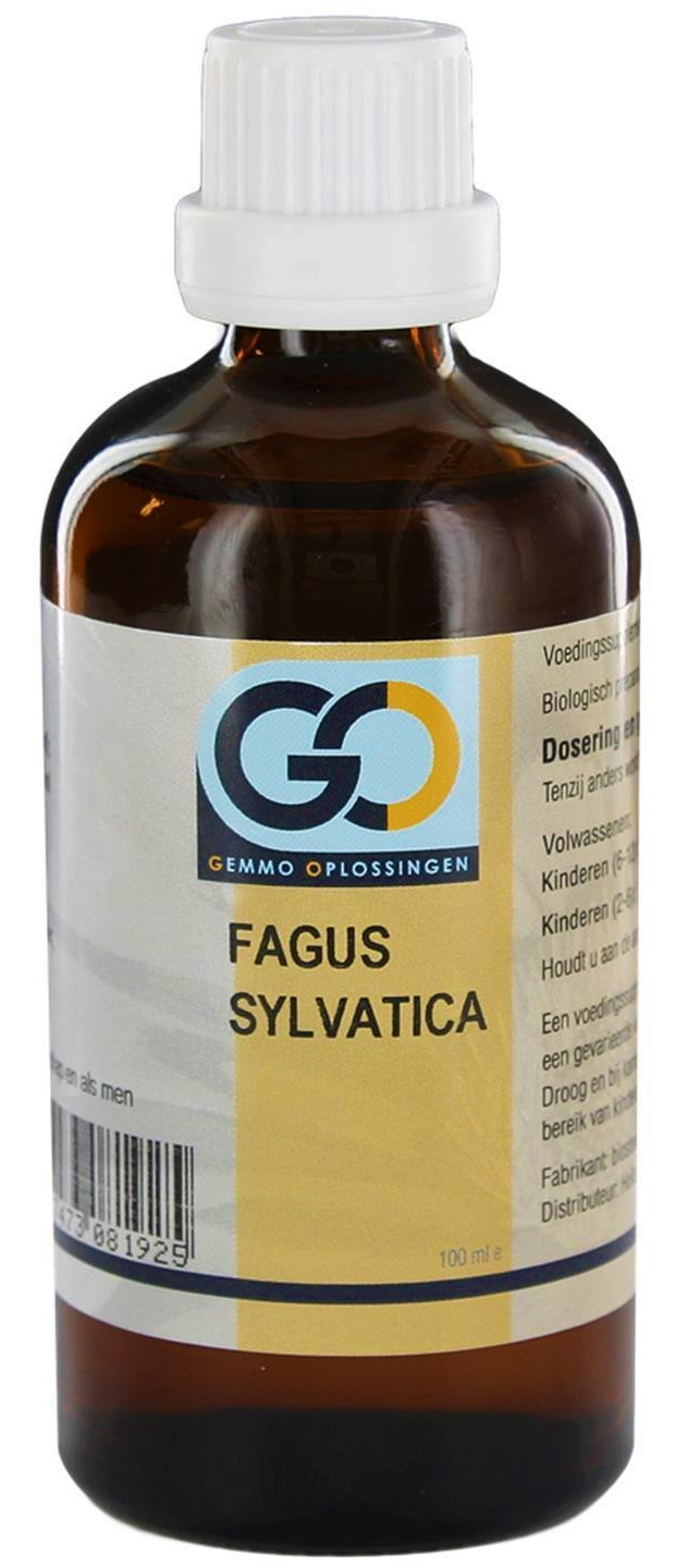 GO - Fagus sylvatica